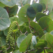 Sea Grapes leafs are used by Maya people to wrap "melcocha" a honey and egg white creamy blend sometimes with nuts in it candy sold in villages.  The Sea Grape oil is used at Yaxkin Spa
