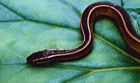 CONIOPHANES SCHMIDTI is the scientific name of this striking black stripped snake found in Yucatan, Mexico