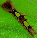 Morpho caterpillar has hairs that are highly irritant, it is best not to touch them