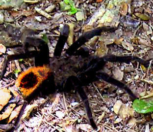 Yucatan Rust Rump Tarantula, Brachypelma epicureanum