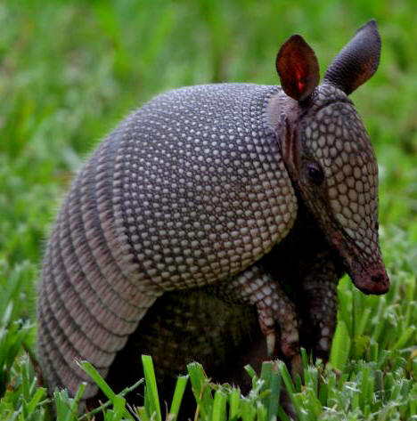 armadillos leprosy armadillo animal got any banded mexico small nine animals yucatan texas florida mammals maya dasypodidae baby