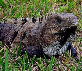 Ctenosaura similis is a black iguana that is friendly if left undisturbed and enjoys visits to home gardens as well as to dwell in our Maya Jungle Reserve.