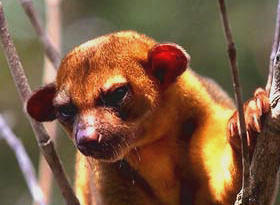 Caring for the environment, Kinkajous are among the charming animals of our Maya world.