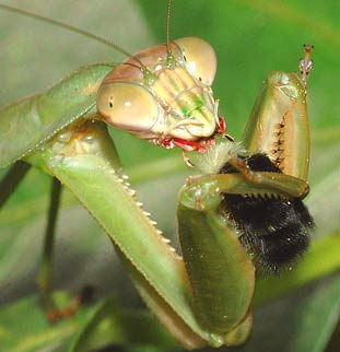There are many praying Mantids in Yucatan, find more here