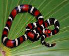 Scarlet King snake skin colors mimic the Coral snakes but remember: red next to black won't kill Jack!