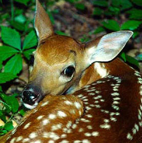 Graceful and shy, White tail deer are a joy to spot at the Maya Jungle in Yucatan