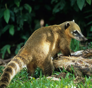 The white-nosed coati is a small mammal with a long furry ring tail found in Yucatan, Mexico.