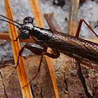 Little Yucatan Mantid detail of head