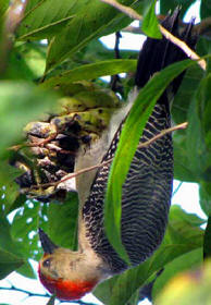 Golden-fronted woodpecker at Hacienda Chichen private Bird Refuge and Gardens, Chichen Itza, Yucatan, Mexico
