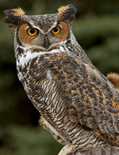 Great Horned Owl (English) - búho real o búho americano  (Spanish) - Nohoch Xoch' (Maya) - bubo virginianus