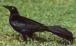 Great Tailed Grackle is called X'Cau in Maya - Yucatan Birding at Hacienda Chichen, Chichen Itza, Mexico