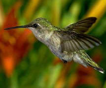 Emerald-chinned hummingbird, one of the many hummingbirds observed at Hacienda Chichen Bird Tours in Chichen Itza, Yucatan, Mexico