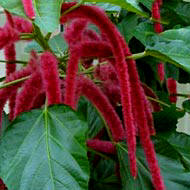 Acalypha Hispida