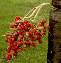 Birds enjoy the delicious nuts of Veitchia palms at the Bird Refuge in Hacienda Chichen, Yucatan