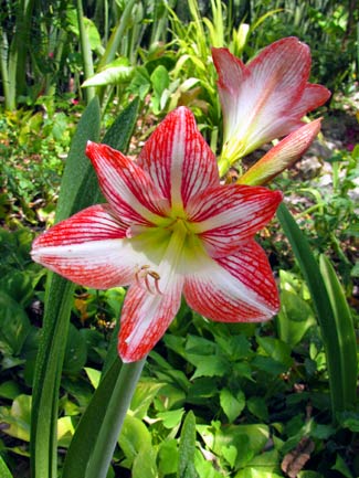 Hippeastrum 'Minerva' – Amaryllis – graces the path to Merle Greene's Maya Museum in Chichen Itza, Yucatan, Mexico