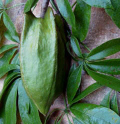 During June and July, Hacienda Chichen's Chefs add bonete fruit slices to their papaya sorbet