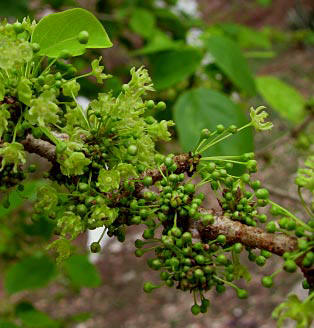 Maya called this amazingly exotic tree: Yax' Ek Che or Green Stars Tree for the exotic flowers and fruits delicately blooming super close to its long branches. Can you identify its name in English for us? if so, please contact us. Thanks