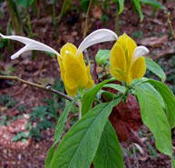 Senna Alata is a great butterfly attractor and a flowering bush native to Mexico.