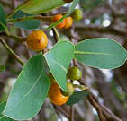 Cuban Laurels are visited daily by hundreds of birds and other animals that enjoy its berries.