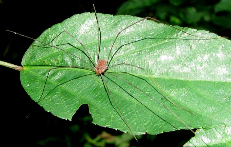 Harvestman or Daddy Longlegs arachnid found at Hacienda Chichen gardens, Chichen Itza, Yucatan