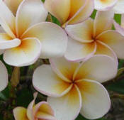 Plumerias grace the garden wedding path leading to St. Isidro's Church in Chichen Itza, Yucatan