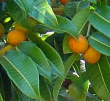 Ramon or  Bread Nut Tree is a valuable resource for the Maya people