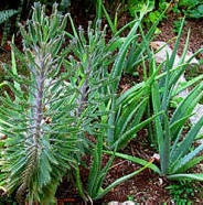 Aloe vera (left plant) is a highly valuable medicinal plant for the Maya today; come and enjoy a Yaxkin Spa skin care treatment with fress pulp to nurish your body.