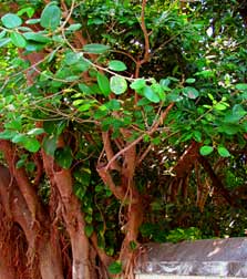 Strangler figs are found growning on top of many ancient Mayan ruins and Colonial walls in Yucatan 