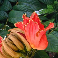 Flame of the Forest Flower clusters are truly exotic and large, you can enjoy them during April, May, and June at Hacienda Chichen, Chichen Itza, Yucatan, Mexico