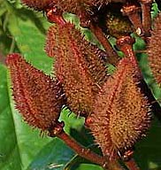 Annatto ( English), Achiotl / Ku'u up (Maya), Achiote (Spanish), Bixa orellana, Bixa Family. A tasty seasoning in Mayan Cuisine