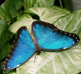 Enjoying Mother Nature at Hacienda Chichen, Chichen Itza, Yucatan, Mexico