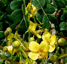 Caesalpinia gaumeri Greenm is called Kitinche in Maya and one of the most abundant flowering trees in Yucatan