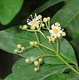 Gumbo limbo small white flower clusters attract bees