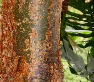 Chaca or Red Gumbo limbo tree bark have been planted by Mr Bruce Gordon and his team to reforest Hacienda Chichen's vast Maya Jungle Reserve