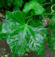 Chaya - Tree Spinach (English), Chay (Maya)Chaya (Spanish), Cnidoscolus chayamansa. Native to Yucatan