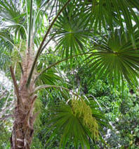 Sabal Palmetto has a beautiful ornamental fond overlapping pattern, ideal for ferm and orchids to grow.