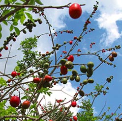 Ciruela trees are found in almost all Maya villages' homes, the tree is a beauty, birds love it.