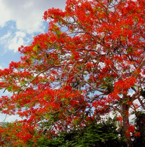 In Yucatan, birds and bats love enjoy the Flamboyan flowers during May