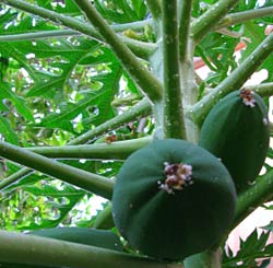 Maradol Papaya's are served at our Maya Children Nutrition Center