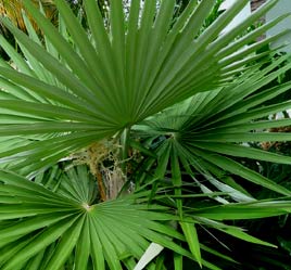 Mayan Guano Palm leafs are highly valued for palapa roofing