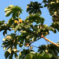 Guarombo or Trumpet Tree body fusions cleanse and nourish the skin at Yaxkin Spa