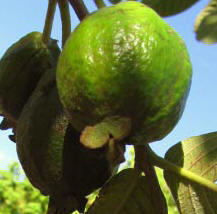 Guava fruits have great nutrition value that help the Maya children grow healthy.