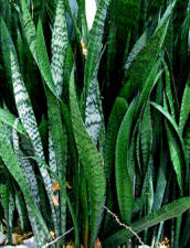 Lengua de Vaca as it is refered commonly in Yucatan, is used to fabricate beautiful primitive handmade paper sheets by Maya rural craftmen.