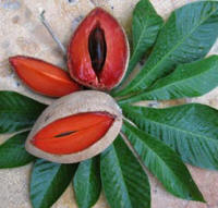 Ripe fresh Mamey pulp is great for smoothies, mousses, creams, sorbets and other great tropical recipes