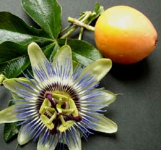 Maracuya flower and fruit, enjoy a fresh organically grown smoothie after a day visit to Chichen Itza.