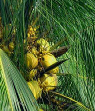 Coconut is an important ingredient in Maya Cusine since ancient times.