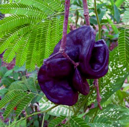 Pich exotic seed pots abound during May. Seeds are eaten cooked by Maya people.