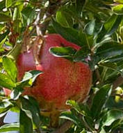 Enjoy a fresh pomegranate organic salad treat this summer!