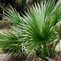 Chit or Dwarf Saw Palmetto is used by Mayans to build hut roofs and palapas