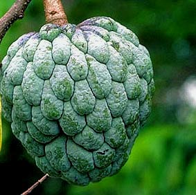 Saramuyo tropical fruit is enjoy by endemic birds at the Bird Refuge of Hacienda Chichen.